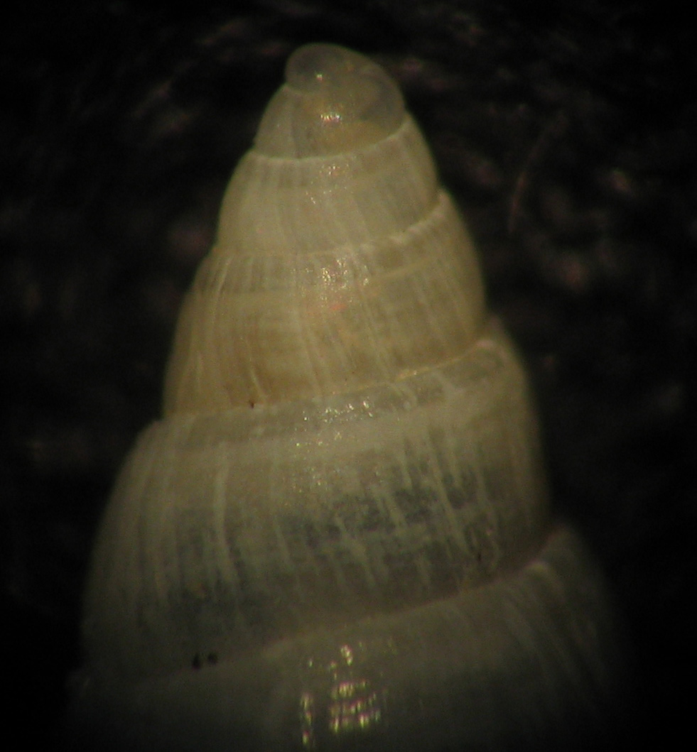 Ancora Odostomia 2